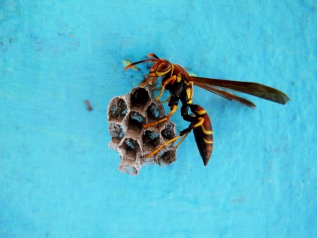 animal-photography by Raphael Egel