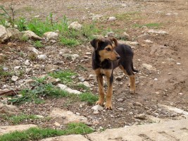 dog by Raphael Egel