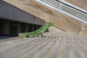 lizard