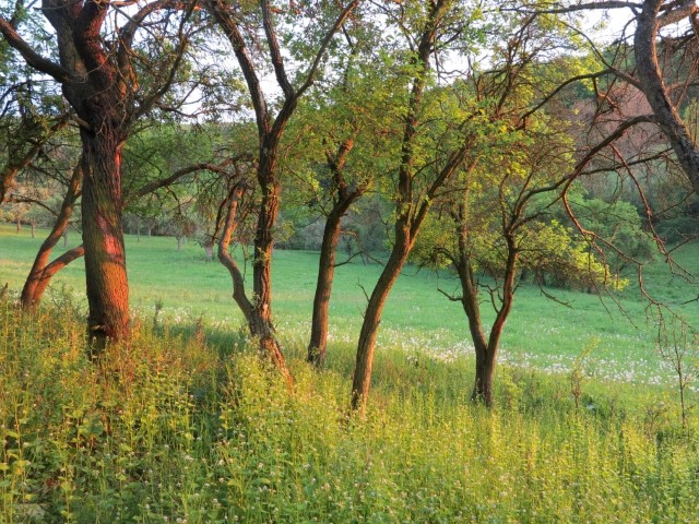 nature series "008" by Raphael Egel